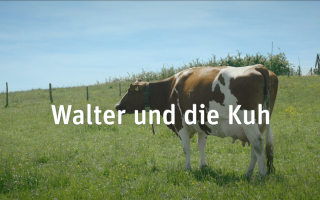 HAFL Spot „Walter und die Kuh“