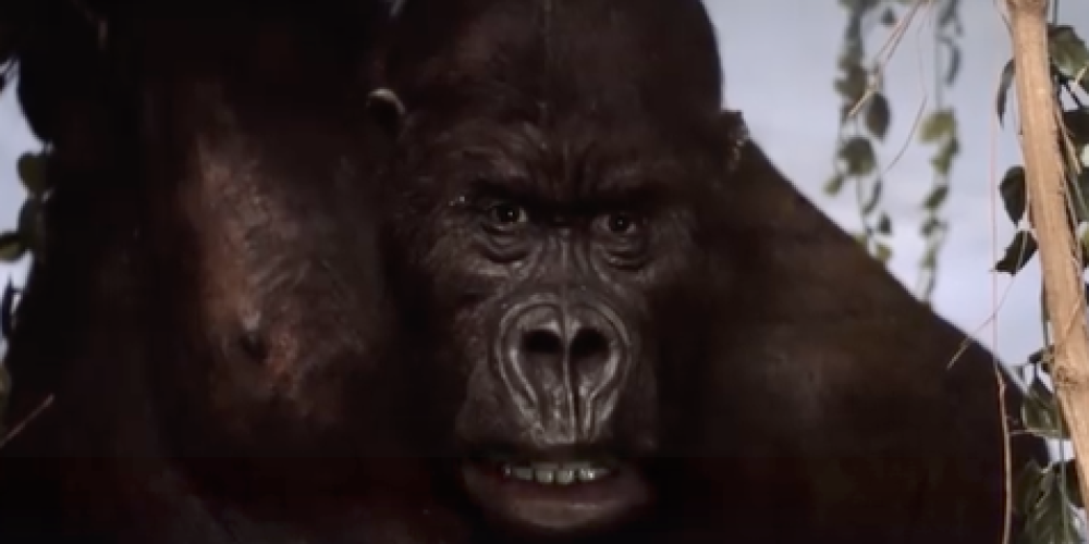 Ein Tierfilm der viral geht?