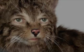 NMBE Jahresbericht 2017