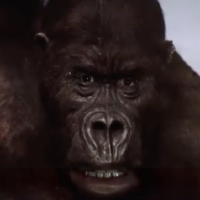 Ein Tierfilm der viral geht?