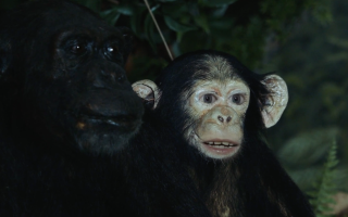 NMBE Jahresbericht 2018